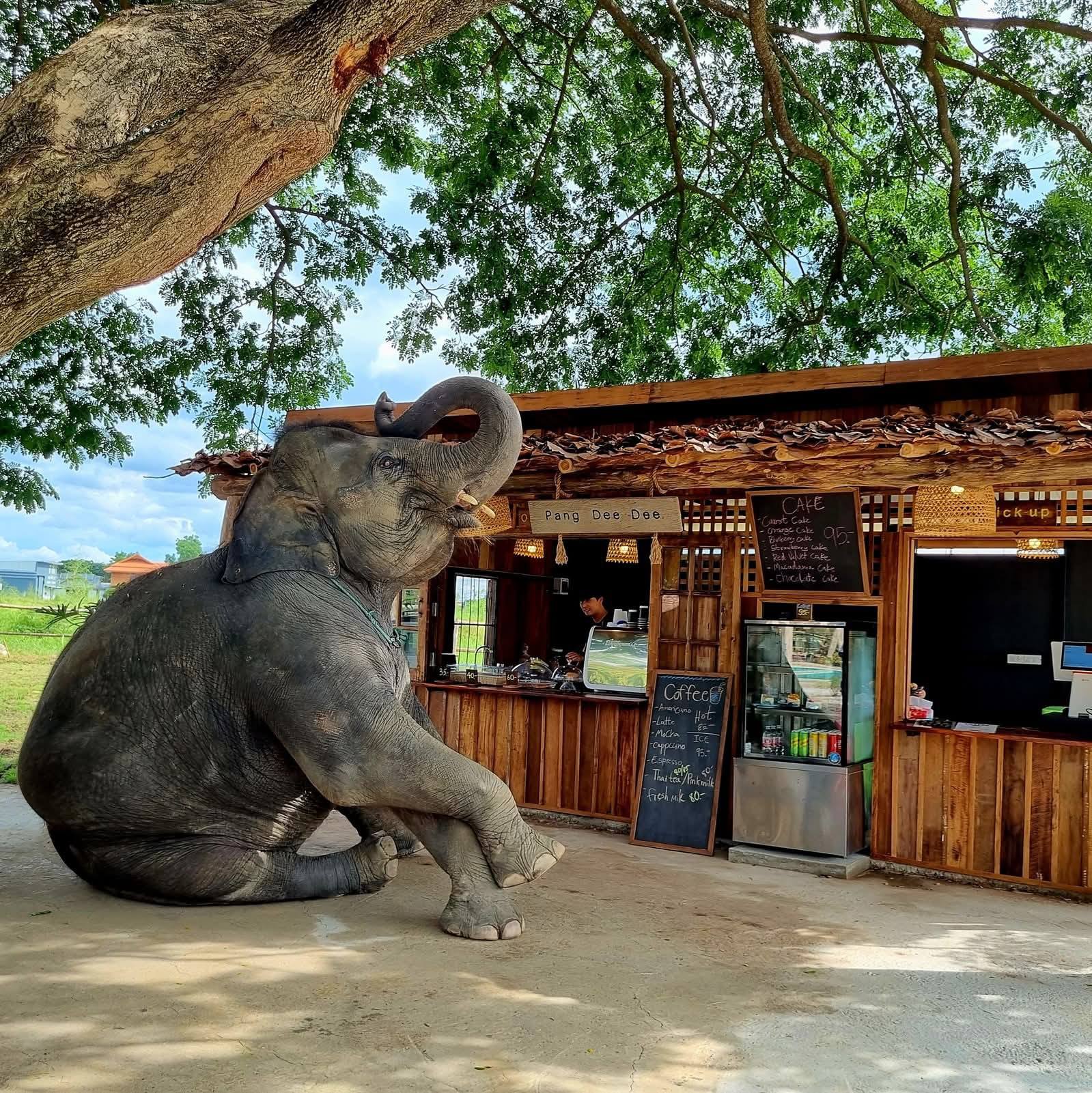 Pang Dee Dee For the Good Times with elephants in Chiangmai | ปาง ดี ดี เชียงใหม่